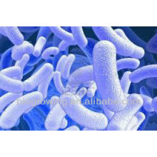 Lactobacillus